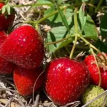 U-Pick Strawberries at Basse's Farm