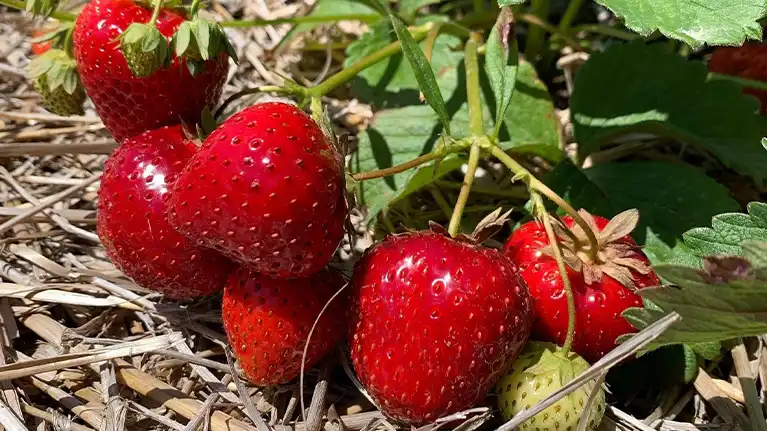 U-Pick Strawberries at Basse's Farm