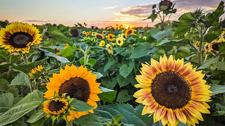 Apple and Sunflower Fest at Basse's Farms