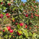 Apple and Sunflower Fest at Basse's Farms