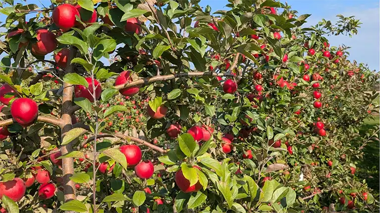 Apple and Sunflower Fest at Basse's Farms
