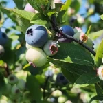 BllueRidgeGrowers1 150x150