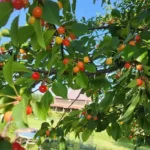 BllueRidgeGrowers2 150x150