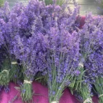 Country Lavender & Orchard