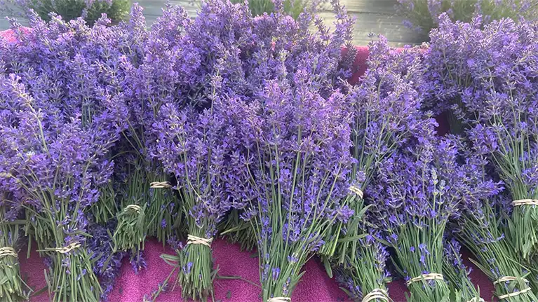 Country Lavender & Orchard