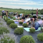 Country Lavender & Orchard