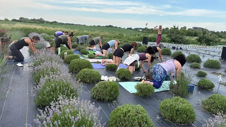 Country Lavender & Orchard