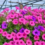 Country Bumpkin Farm Market