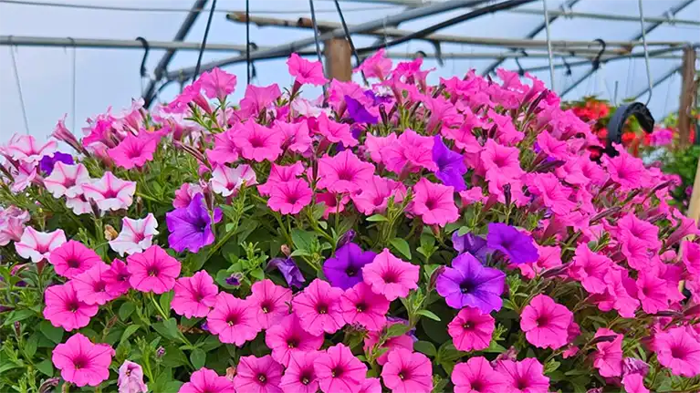 Country Bumpkin Farm Market