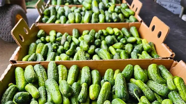 Country Bumpkin Farm Market