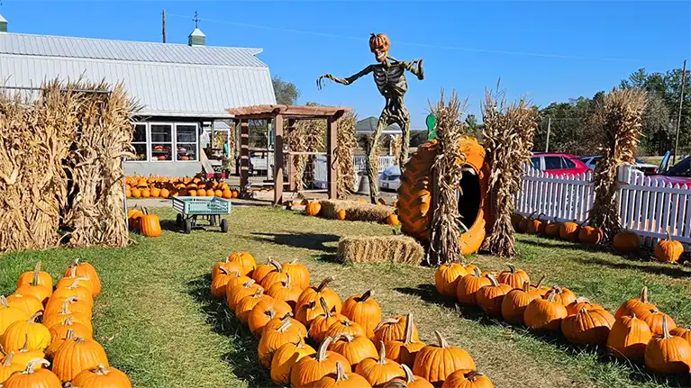 Country Bumpkin Farm Market