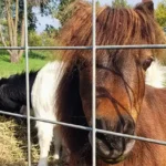 Country Bumpkin Farm Market