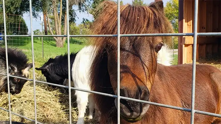 Country Bumpkin Farm Market