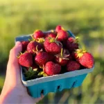 U-Pick Strawberries at Cuff Farms