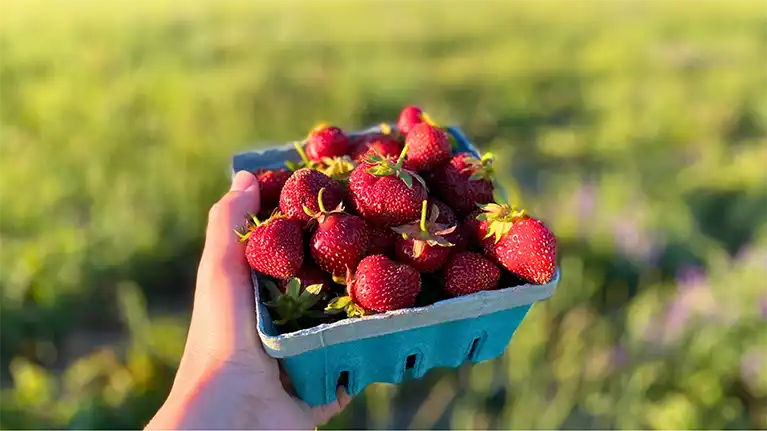 U-Pick Strawberries at Cuff Farms