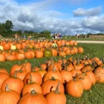 Pumpkins at Cuff Farms