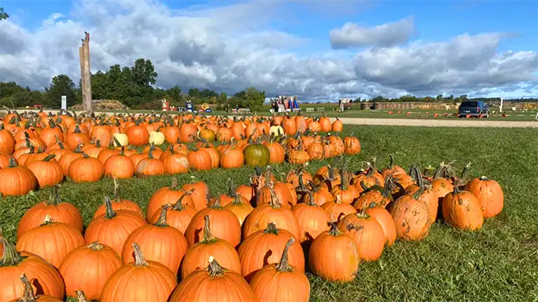 Pumpkins at Cuff Farms