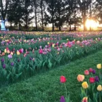 Tulip Fields at Four Acres Flowers