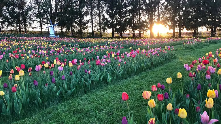 Tulip Fields at Four Acres Flowers