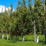 Heritage Orchard