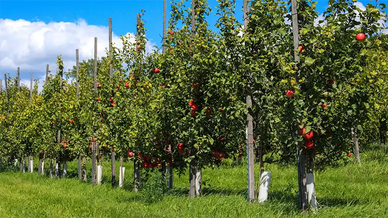Heritage Orchard