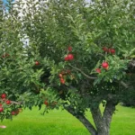M&T's Gibbsville Orchard