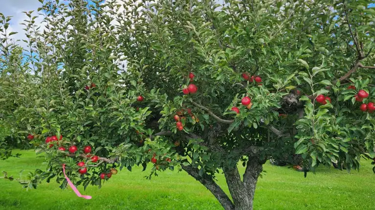 M&T's Gibbsville Orchard