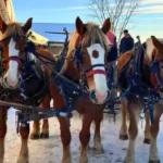 Miller's Christmas Trees