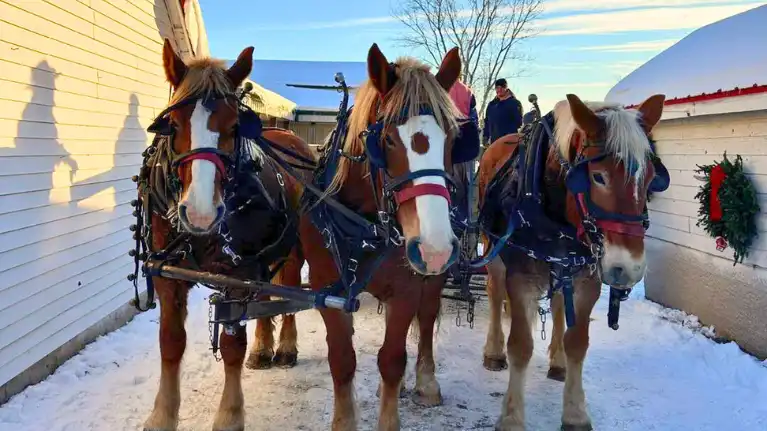 Miller's Christmas Trees