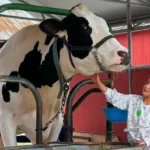 Mulberry Lane Farm, Inc.