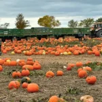 Mulberry Lane Farm, Inc.