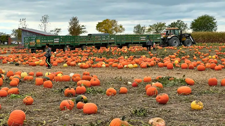 Mulberry Lane Farm, Inc.