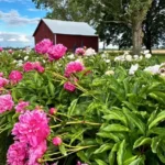 Ovans Peony Farm