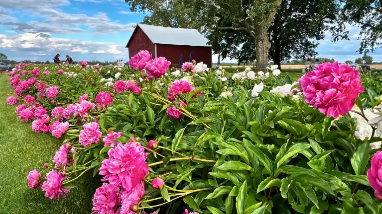Ovans Peony Farm
