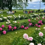 Ovans Peony Farm