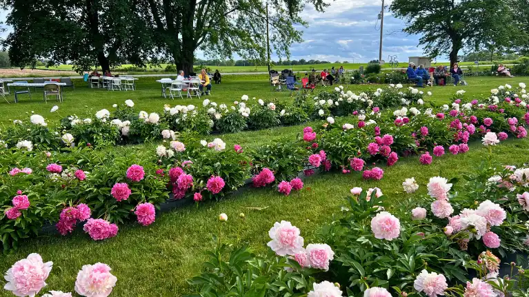 Ovans Peony Farm
