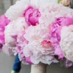 Ovans Peony Farm3 150x150