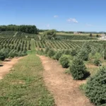 Aissen Tree Farm
