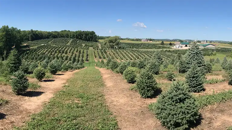 Aissen Tree Farm