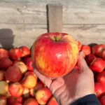 Apple Barn Orchard & Winery