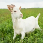 Calanna Speciality Foods