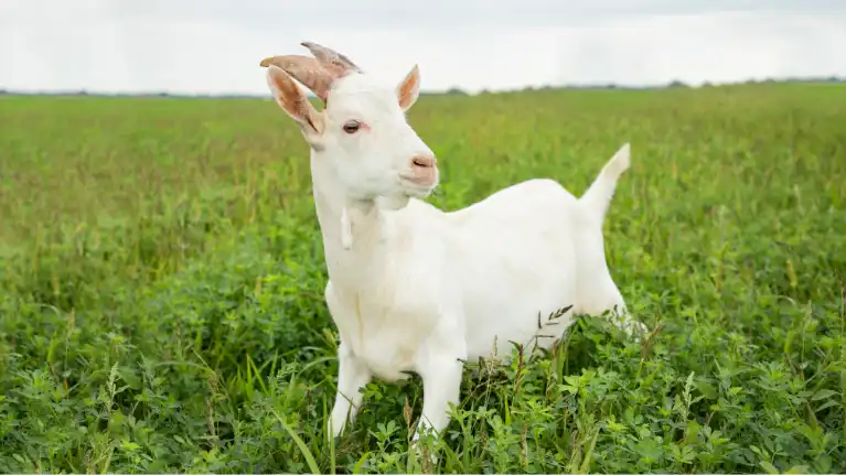 Calanna Speciality Foods