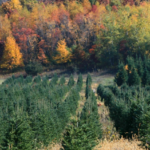 Christmas Tree Growers Assoc 1 150x150