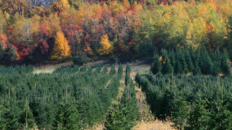 Christmas Tree Growers Assoc 1