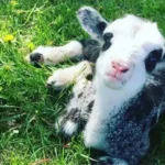 Circle M Market Farm BnB