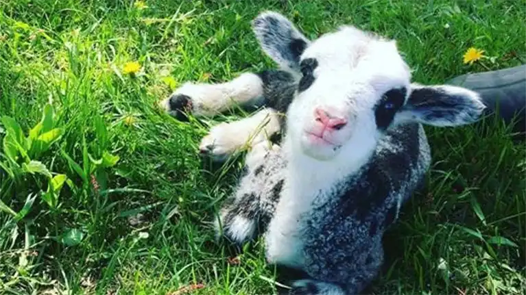 Circle M Market Farm BnB