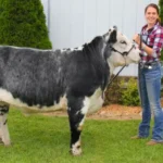 Crawford County Fair