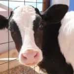 Diamond Vu Agricultural Education Center