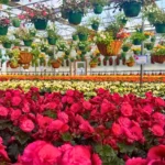 Ebert's Greenhouse Village