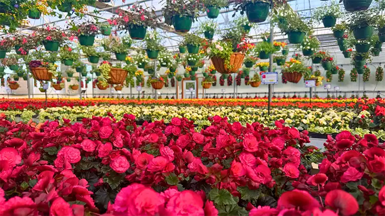 Ebert's Greenhouse Village